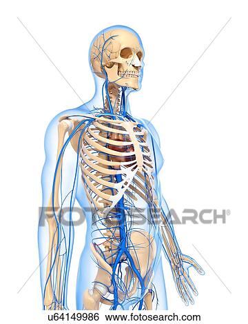 Stock Illustration - Human veins, artwork. Fotosearch