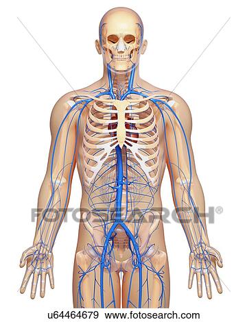 Human veins, artwork View Large Illustration Stock Illustration - Human veins, artwork. Fotosearch