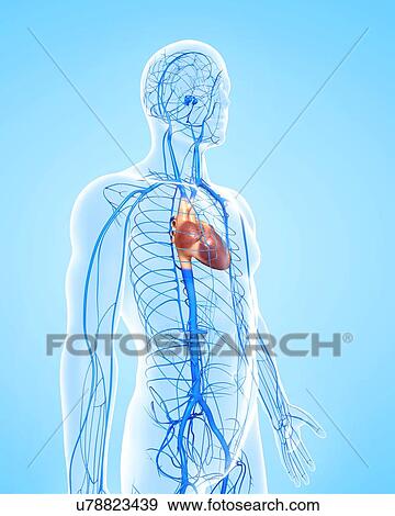 Human veins, artwork View Large Illustration Stock Illustration - Human veins, artwork. Fotosearch