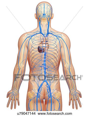 Human veins, artwork View Large Illustration Stock Illustration - Human veins, artwork. Fotosearch