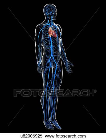 Human veins, artwork View Large Illustration Stock Illustration - Human veins, artwork. Fotosearch
