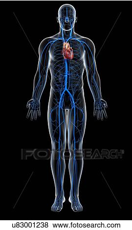 Human veins, artwork View Large Illustration Stock Illustration - Human veins, artwork. Fotosearch