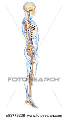 Stock Illustration - Human veins, artwork. Fotosearch