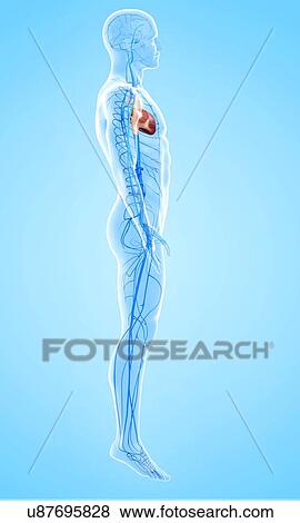 Stock Illustration - Human veins, artwork. Fotosearch