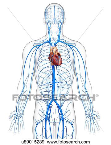 Stock Illustration - Human veins, artwork. Fotosearch