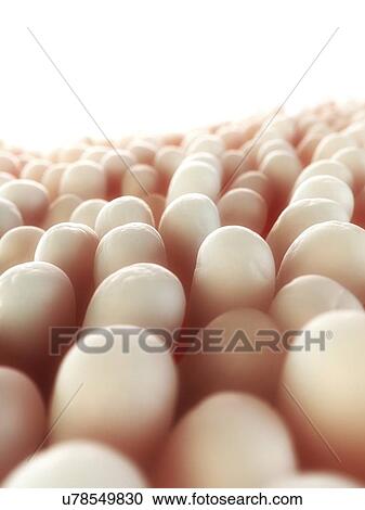 Clipart - Intestinal villi, artwork. Fotosearch
