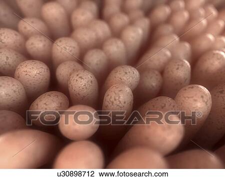 Intestinal villi, artwork View Large Illustration Drawing - Intestinal villi, artwork. Fotosearch