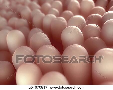 Intestinal villi, artwork View Large Illustration Stock Illustration - Intestinal villi, artwork. Fotosearch