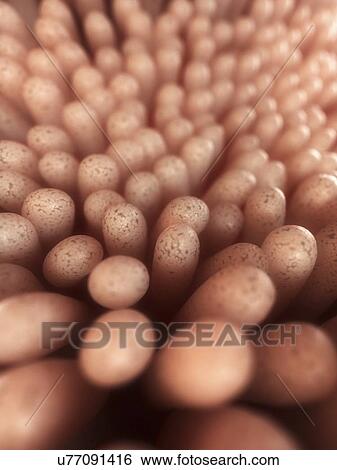 Stock Illustration - Intestinal villi, artwork. Fotosearch
