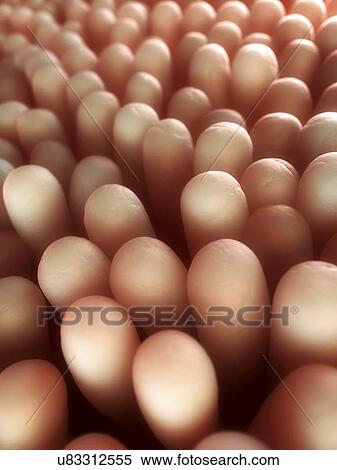 Stock Illustration - Intestinal villi, artwork. Fotosearch