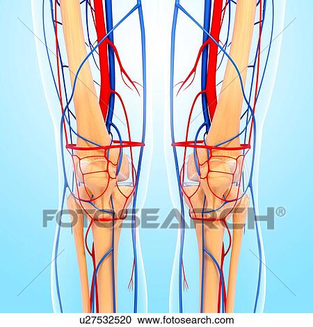Knee anatomy, artwork View Large Illustration Clipart - Knee anatomy, artwork. Fotosearch
