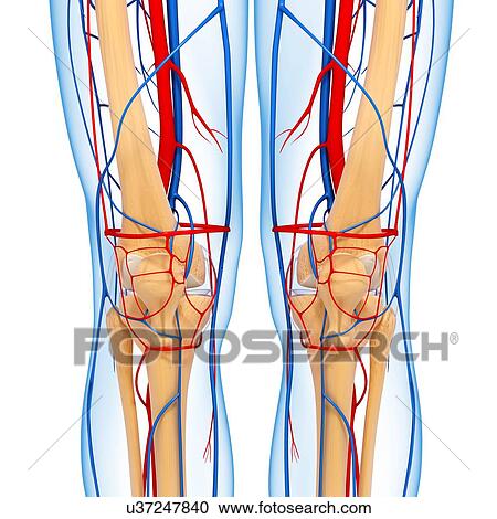 Knee anatomy, artwork View Large Illustration Clipart - Knee anatomy, artwork. Fotosearch