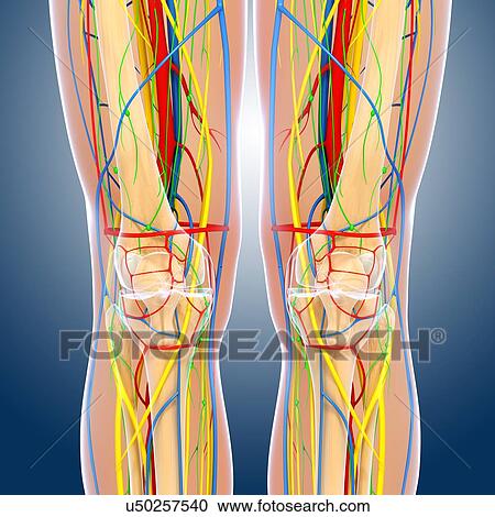 Knee anatomy, artwork View Large Illustration Clipart - Knee anatomy, artwork. Fotosearch