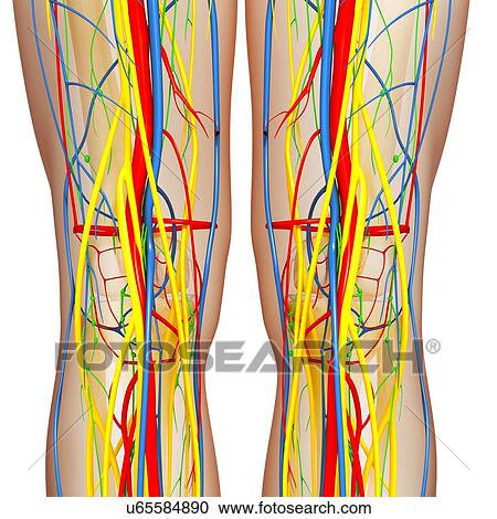 Knee anatomy, artwork View Large Illustration Clipart - Knee anatomy, artwork. Fotosearch
