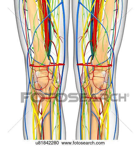 Clipart - Knee anatomy, artwork. Fotosearch