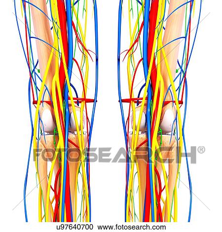 Knee anatomy, artwork View Large Illustration Clipart - Knee anatomy, artwork. Fotosearch