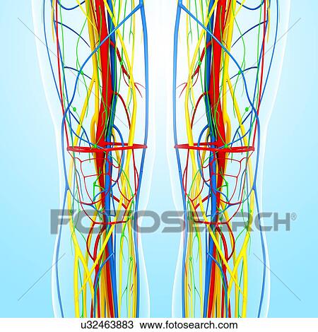 drawing of knee anatomy