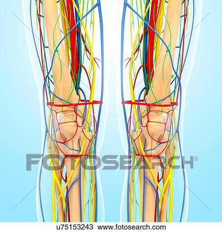 Knee anatomy, artwork View Large Illustration Drawing - Knee anatomy, artwork. Fotosearch
