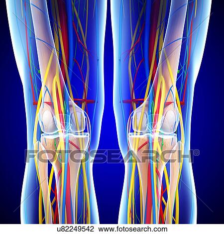 drawing of knee anatomy