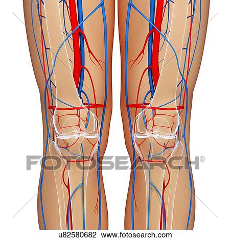 Knee anatomy, artwork View Large Illustration Drawing - Knee anatomy, artwork. Fotosearch