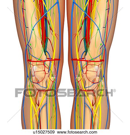 Stock Illustration - Knee anatomy, artwork. Fotosearch