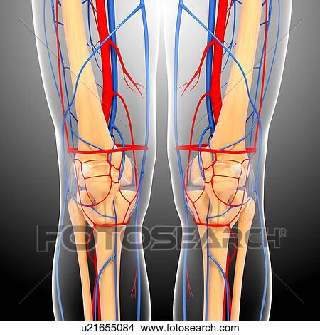 Stock Illustration - Knee anatomy, artwork. Fotosearch