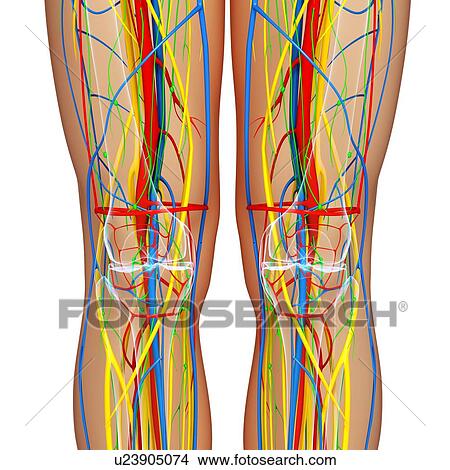 Knee anatomy, artwork View Large Illustration Stock Illustration - Knee anatomy, artwork. Fotosearch