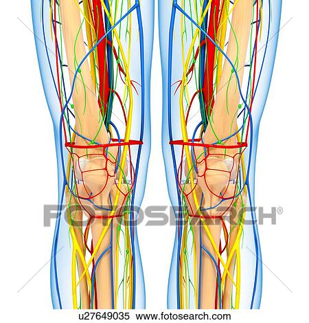 Knee anatomy, artwork View Large Illustration Stock Illustration - Knee anatomy, artwork. Fotosearch