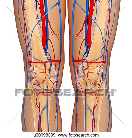 Knee anatomy, artwork View Large Illustration Stock Illustration - Knee anatomy, artwork. Fotosearch