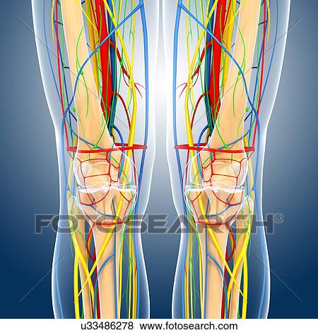 Stock Illustration - Knee anatomy, artwork. Fotosearch