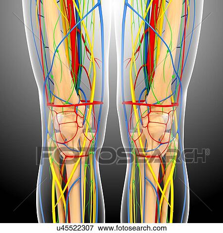 Stock Illustration - Knee anatomy, artwork. Fotosearch