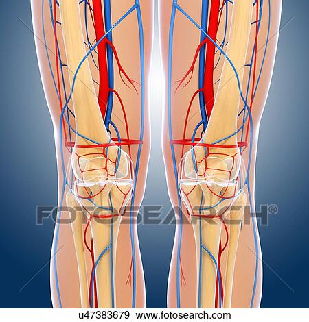 Stock Illustration - Knee anatomy, artwork. Fotosearch