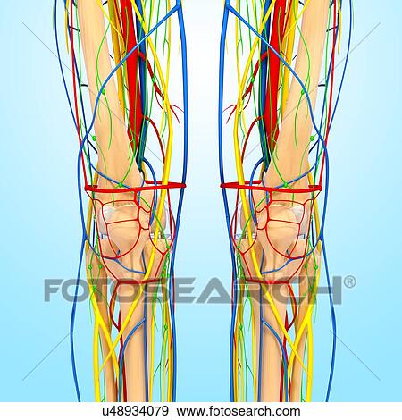 Stock Illustration - Knee anatomy, artwork. Fotosearch