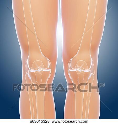 Knee anatomy, artwork View Large Illustration Stock Illustration - Knee anatomy, artwork. Fotosearch