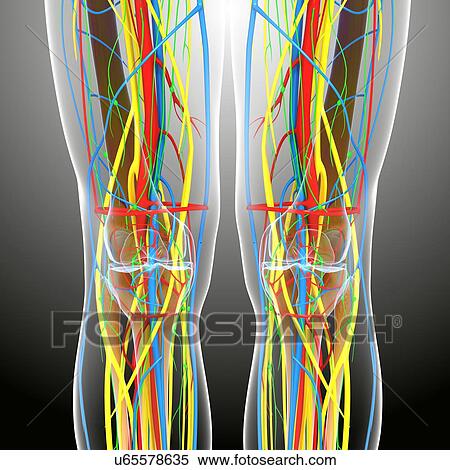 Knee anatomy, artwork View Large Illustration Stock Illustration - Knee anatomy, artwork. Fotosearch