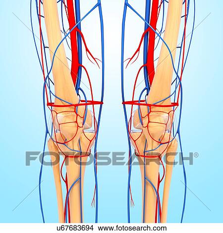 Stock Illustration - Knee anatomy, artwork. Fotosearch