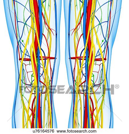 Stock Illustration - Knee anatomy, artwork. Fotosearch