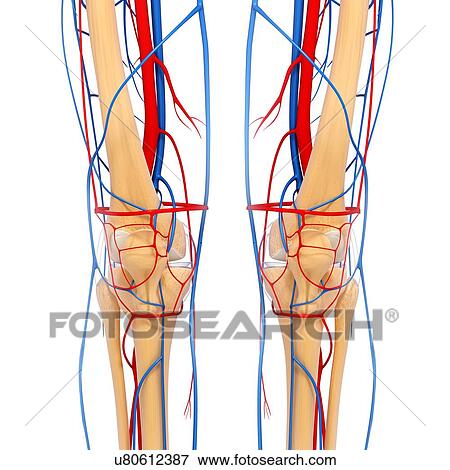 Stock Illustration - Knee anatomy, artwork. Fotosearch