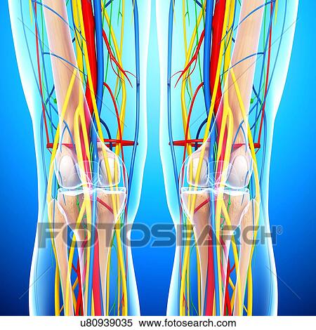 Stock Illustration - Knee anatomy, artwork. Fotosearch
