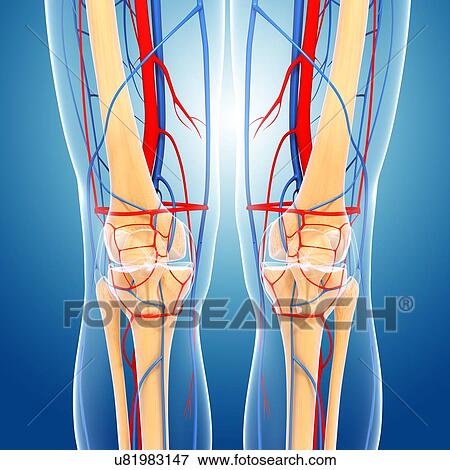 Knee anatomy, artwork View Large Illustration Stock Illustration - Knee anatomy, artwork. Fotosearch