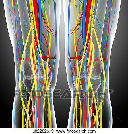 Knee anatomy, artwork View Large Illustration Stock Illustration - Knee anatomy, artwork. Fotosearch