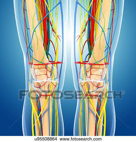 Stock Illustration - Knee anatomy, artwork. Fotosearch