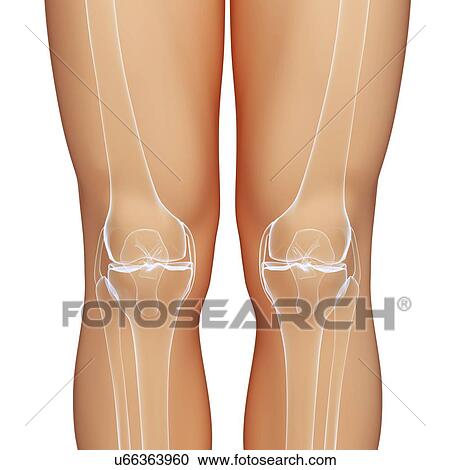 Clipart - Knee bones, artwork. Fotosearch