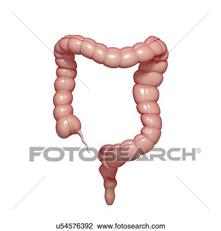 Drawing - large intestines, artwork. Fotosearch