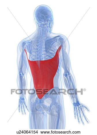 Stock Illustration - Latissimus dorsi muscle, artwork. Fotosearch