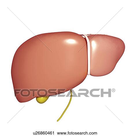 Liver and gallbladder, artwork View Large Illustration Clip Art - Liver and gallbladder, artwork. Fotosearch