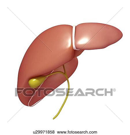 Liver and gallbladder, artwork View Large Illustration Stock Illustration - Liver and gallbladder, artwork. Fotosearch