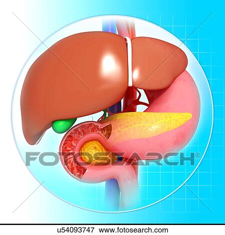 Stock Illustration - Liver, stomach and pancreas, artwork. Fotosearch