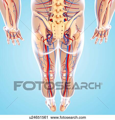 Clip Art - Lower body anatomy, artwork. Fotosearch