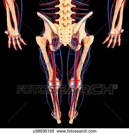 Clipart - Lower body anatomy, artwork. Fotosearch